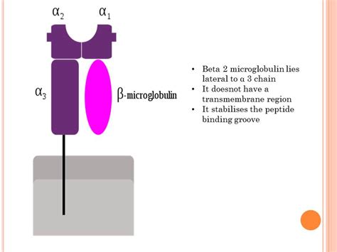 beta-2 microglobulin|What is the Beta.
